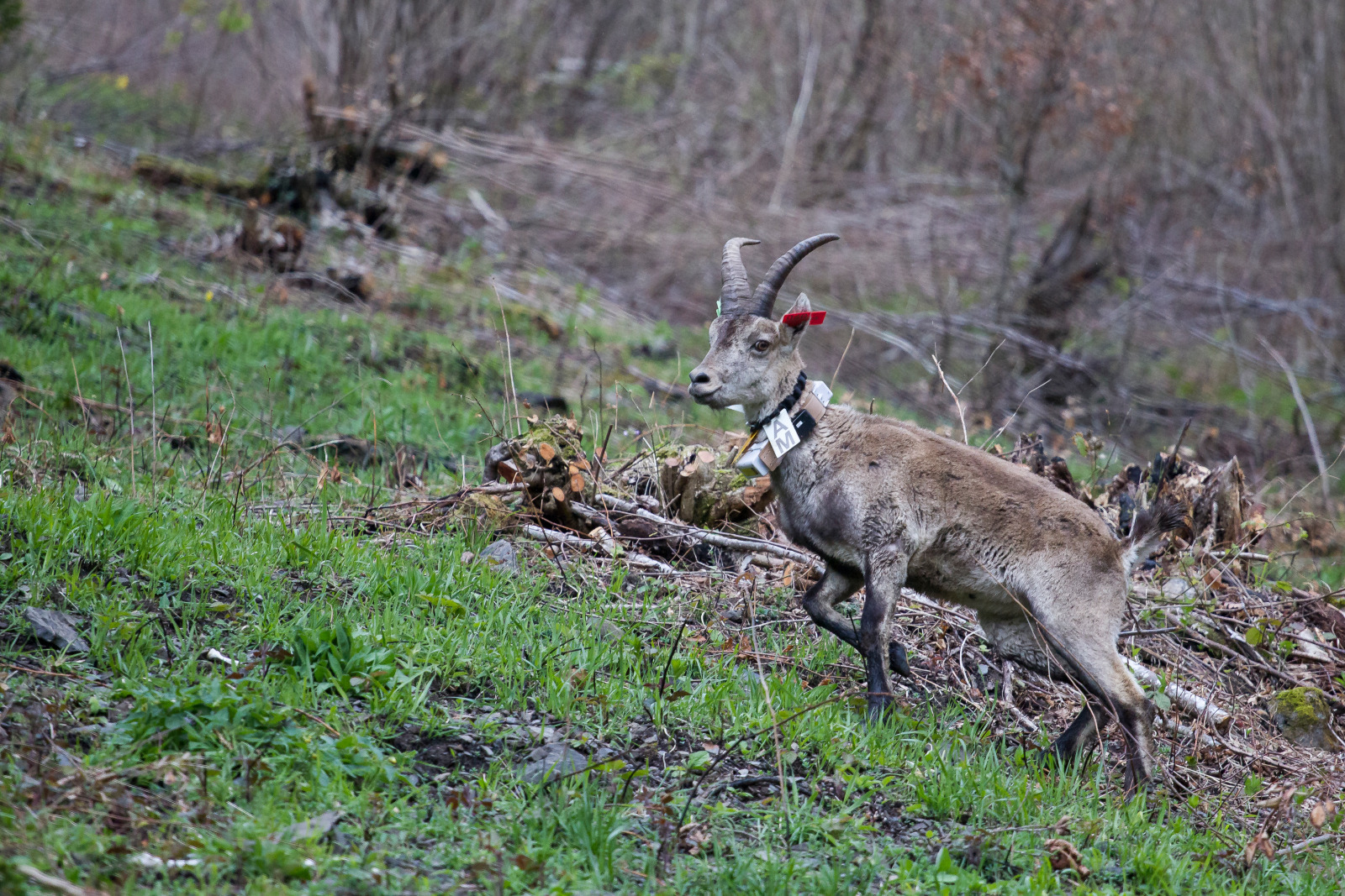Lâcher de bouquetins à Accous en 2019 - Crédits photos : C.Cuenin - Parc national des Pyrénées