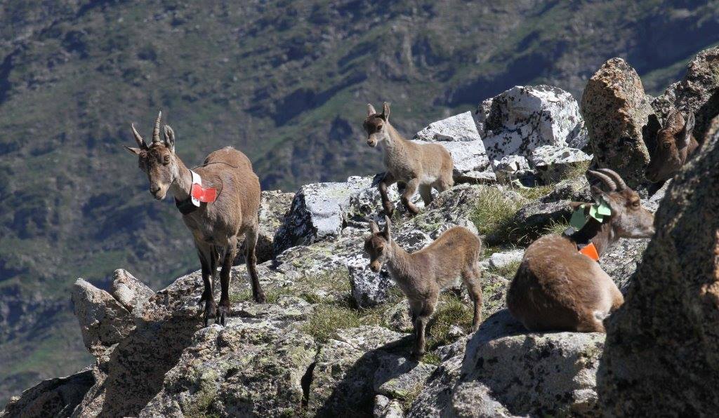 Femelles et cabris jouant ensemble © J.P. Crampe