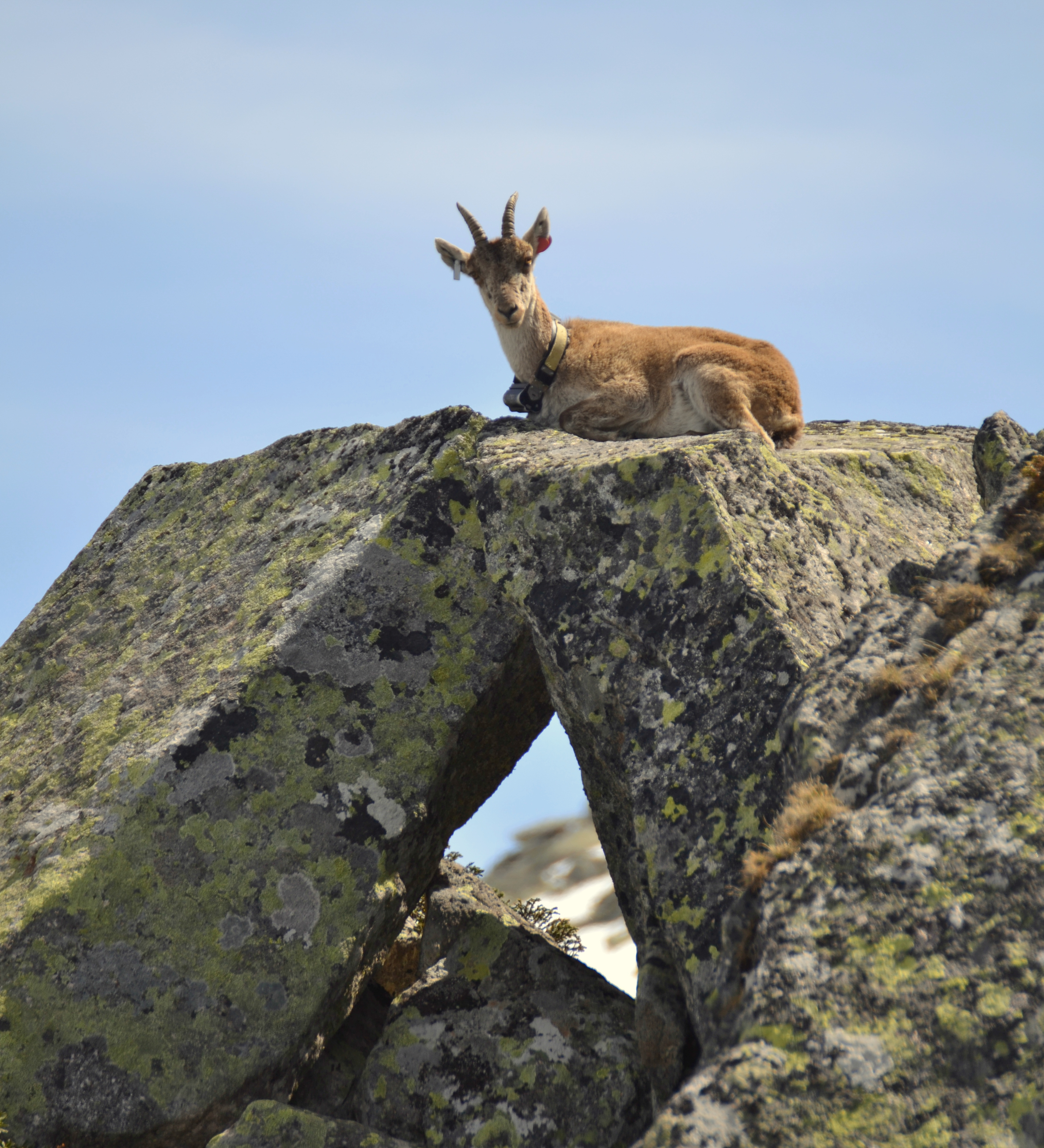 Bouquetin dans son environnement