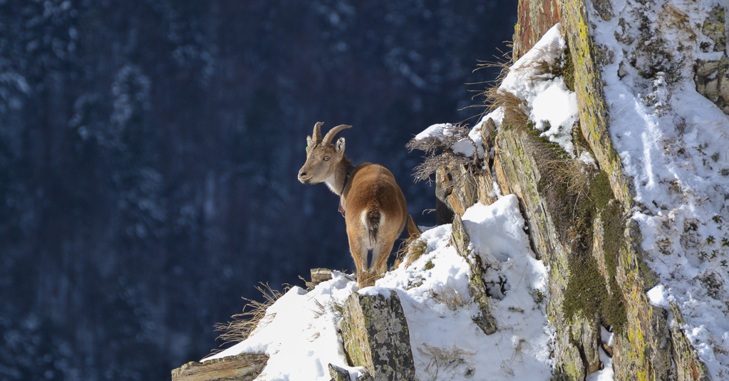 Jeune bouc les sabots dans la neige dans les Pyrénées Ariégeoises