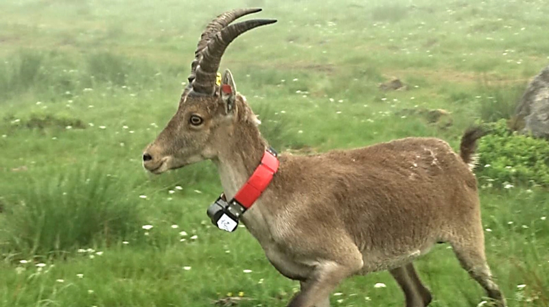7ème lâcher de bouquetins dans les Pyrénées Ariégeoises 