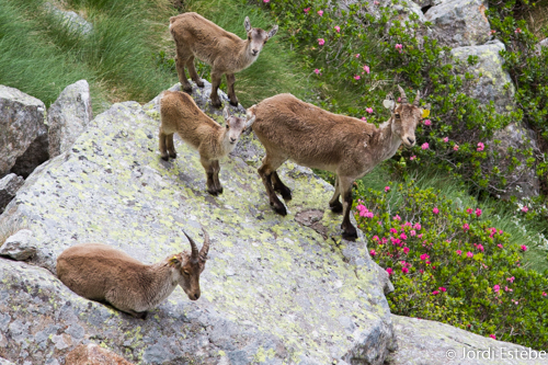 Deux cabris et une étagne sur un rocher et un jeune bouc couché.