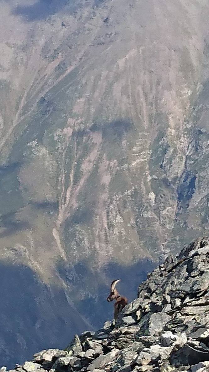 Bouc couché au sommet de la Pique d'Estats ©Nahuel Passerat Bouc couché au sommet de la Pique d'Estats