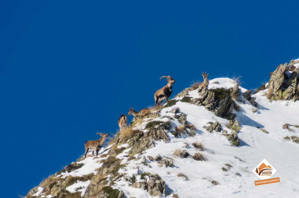 Groupe de bouquetin photographié dans le Parc natural de l'Alt Pirineu ©Jordi Estèbe