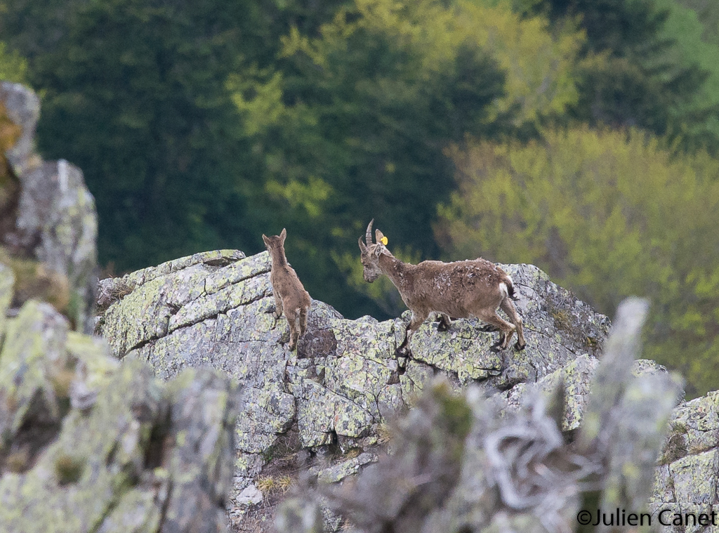 Un cabri né au printemps 2017 dans les Pyrénées Ariégeoises accompagné de sa mère ©Julien Canet Un cabri né au printemps 2017 dans les Pyrénées Ariégeoises accompagné de sa mère