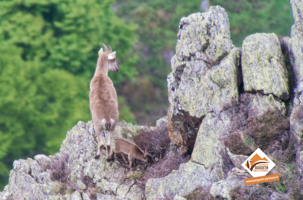 L'un des 3 cabris découverts le 7 mai dans les Pyrénées ariégeoises ©Jordi Estèbe