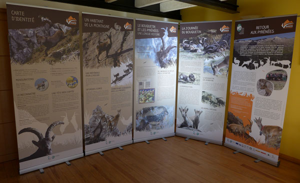 5 panneaux pour découvrir le bouquetin, son histoire et le programme de réintroduction dans les Pyrénées Exposition itinérante