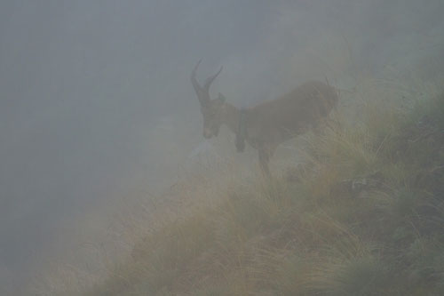 Photo du bouquetin mâle introduit surnomé l'explorateur