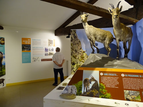Exposition permanente au château de Seix Photo de l'exposition permanente sur le bouquetin ibérique