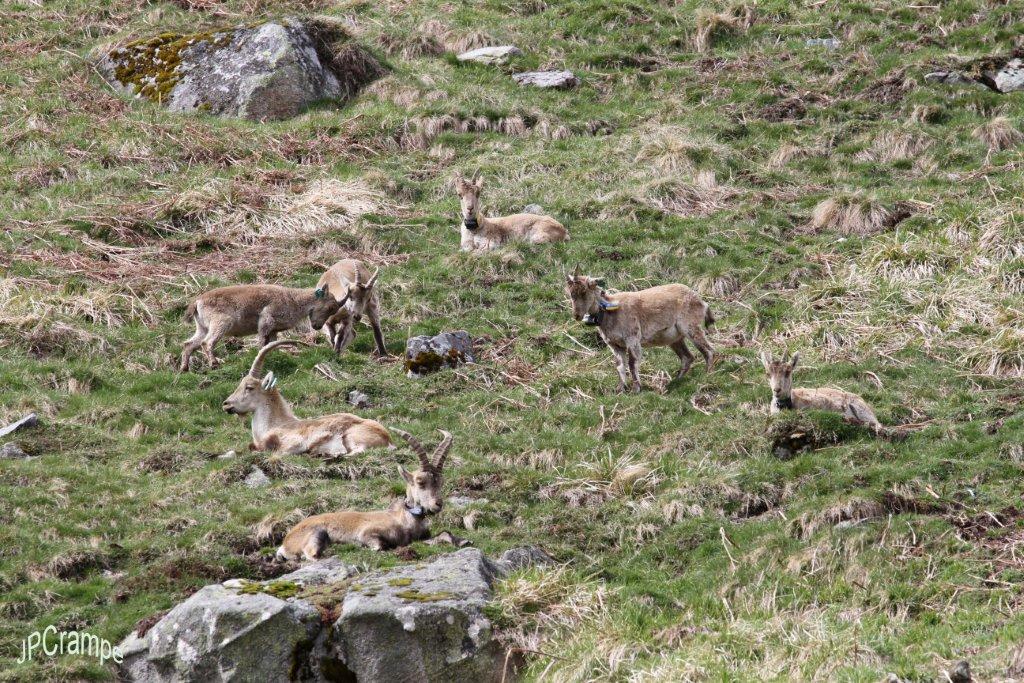 Groupe de bouquetins sur les prairies à Cauterets le 11 mai 2016 © J.P. Crampe