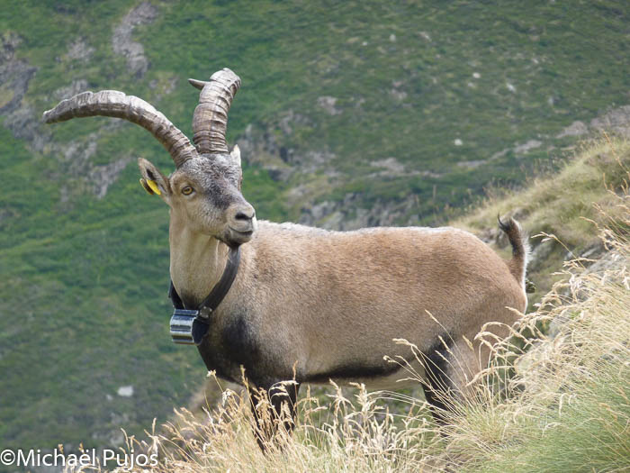 Bouc de 8 ans dérangé durant sa sieste dans un orri ©Michaël Pujos