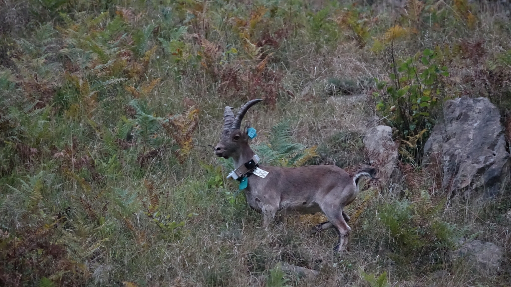 Bouquetin relâché en valéle d'Aspe - Parc national des Pyrénées - 18 septembre 2020 © D. PEYRUSQUE - Parc national des Pyrénées