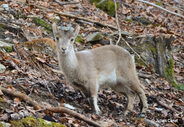 Cabri né le 12 mai 2015 dans les Pyrénées Ariégeoises