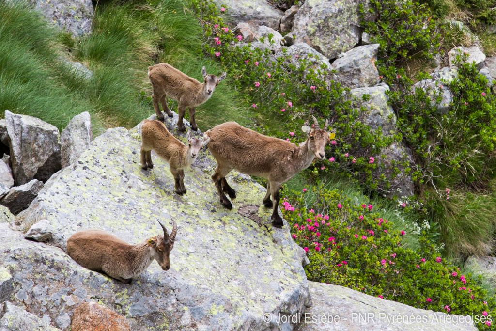 Ce groupe de 4 bouquetins est composé d'une étagne, de 2 cabris et d'un jeune bouc. ©Jordi Estèbe