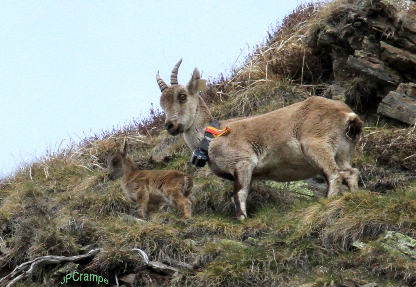 Elsa et son cabri 18 mai 2016 © J.P Crampe