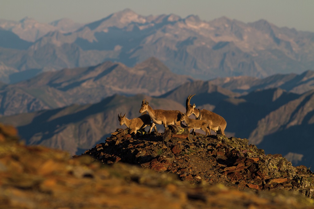 Famille de bouquetins au lever du jour dans les Pyrénées Ariégeoises