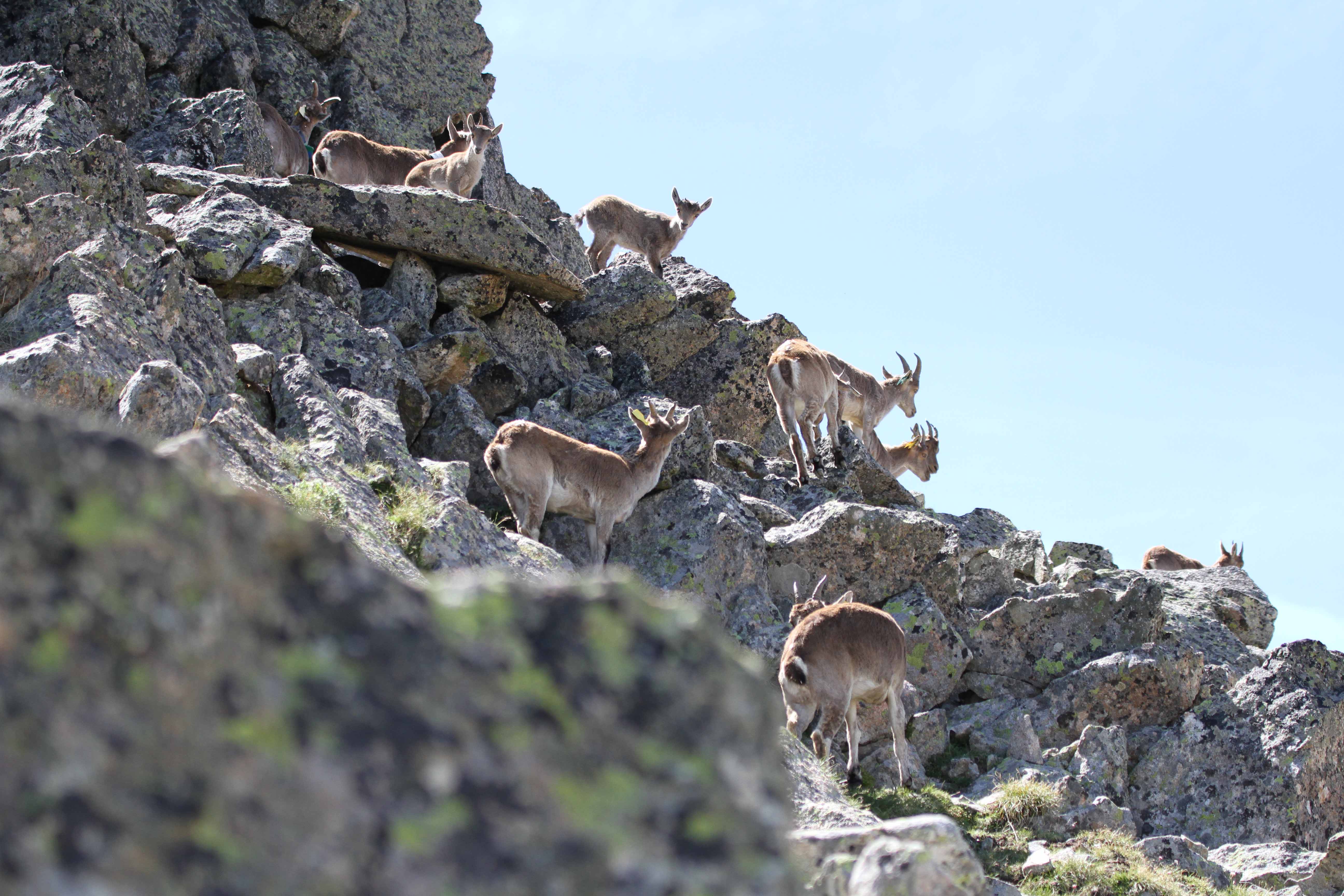Groupe de femelles et de cabris ©J.P. Crampe