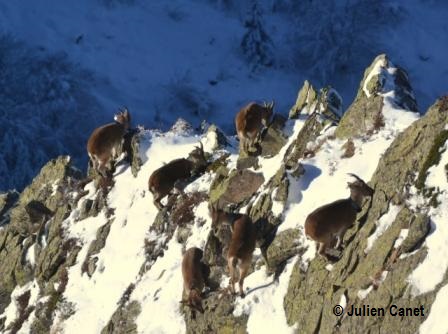 Groupe de bouquetins dans la neige