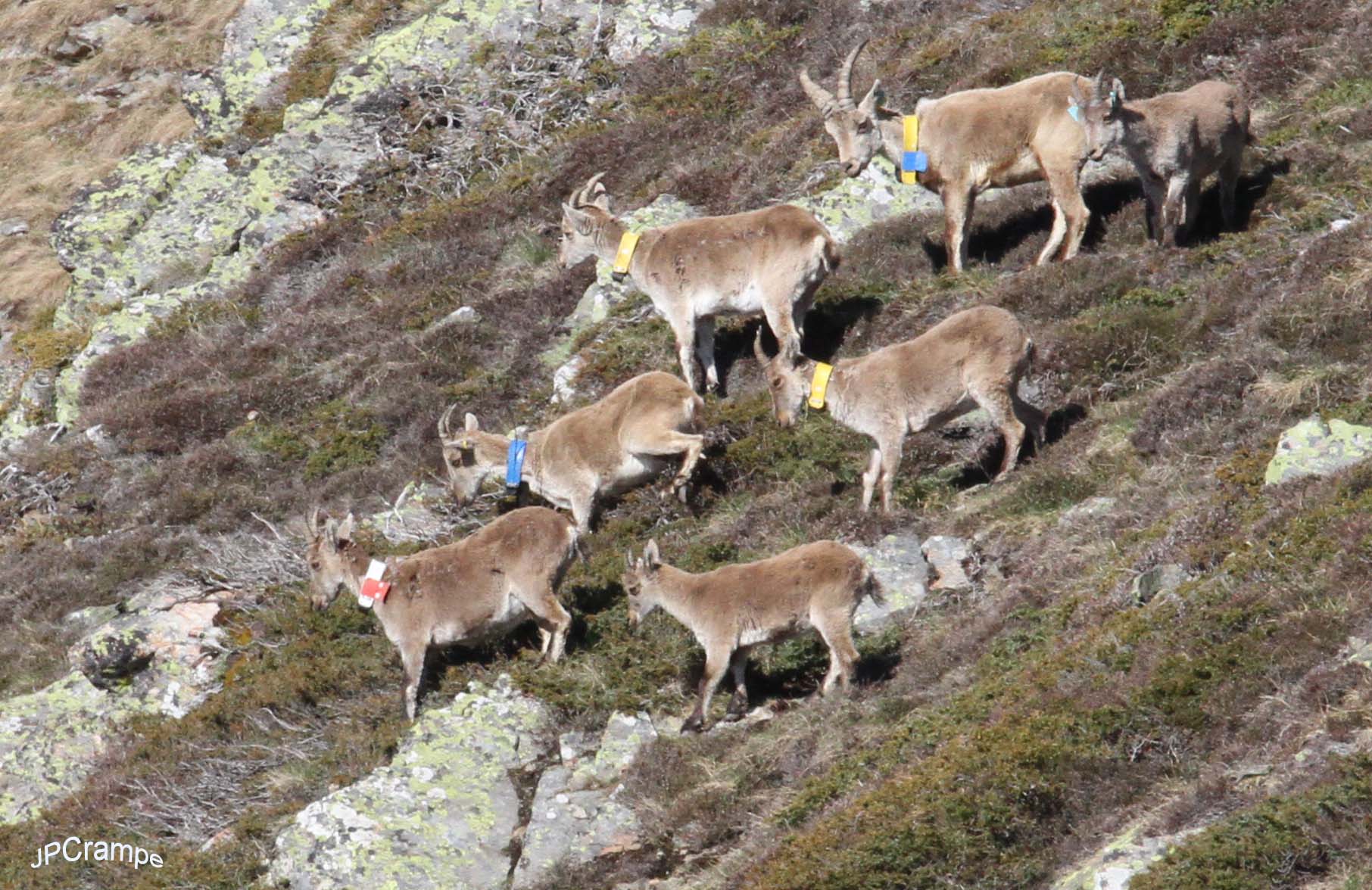 Rayo et ses congénères le 01 juin 2016 ©J.P. Crampe