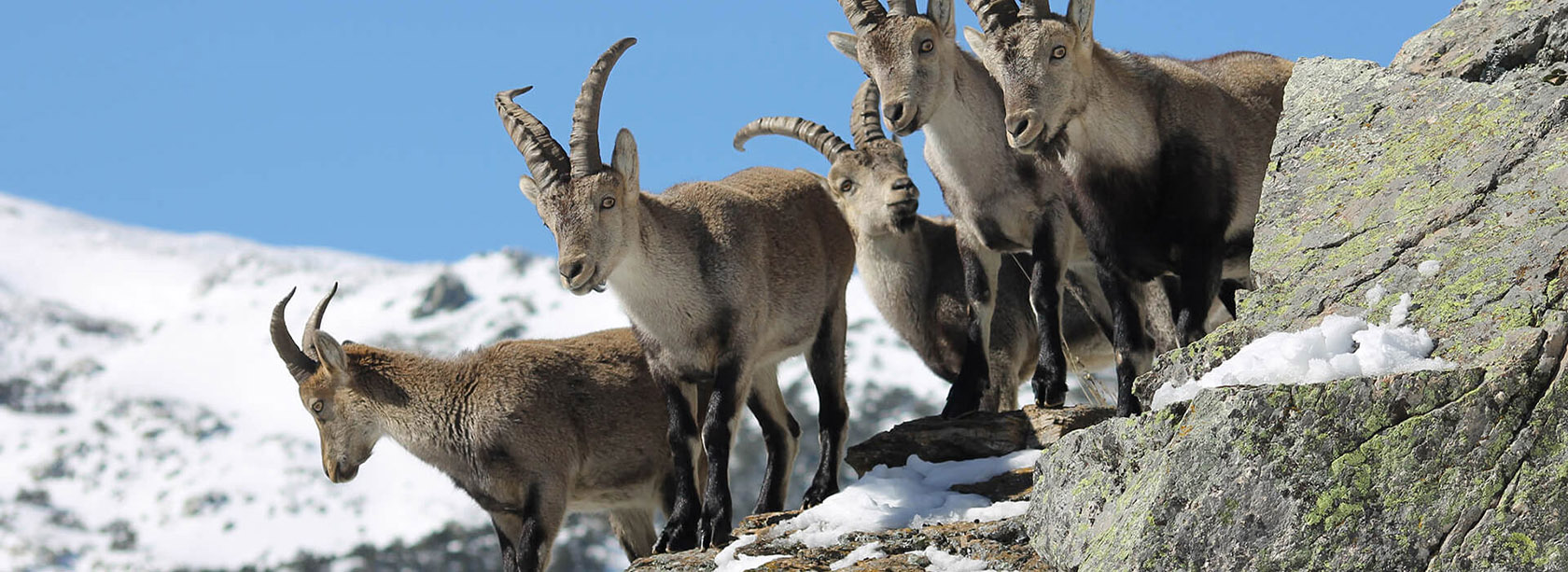 Groupe de bouquetins sur un rocher