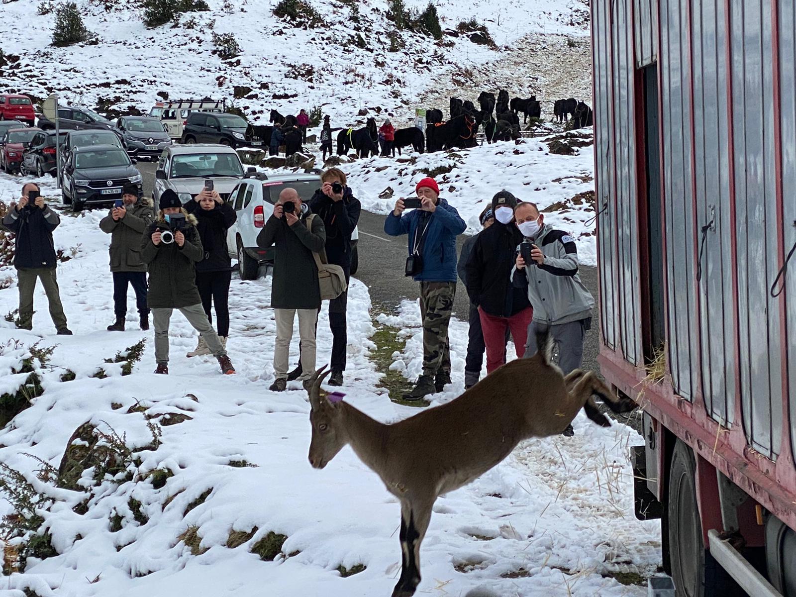 10 bouquetins sont venus compléter les effectifs du Mont Béas en Ariège