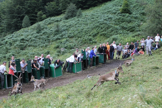 Ouverture des caisses le 30 juillet 2014 et 11 bouquetins rejoignent les Pyrénées