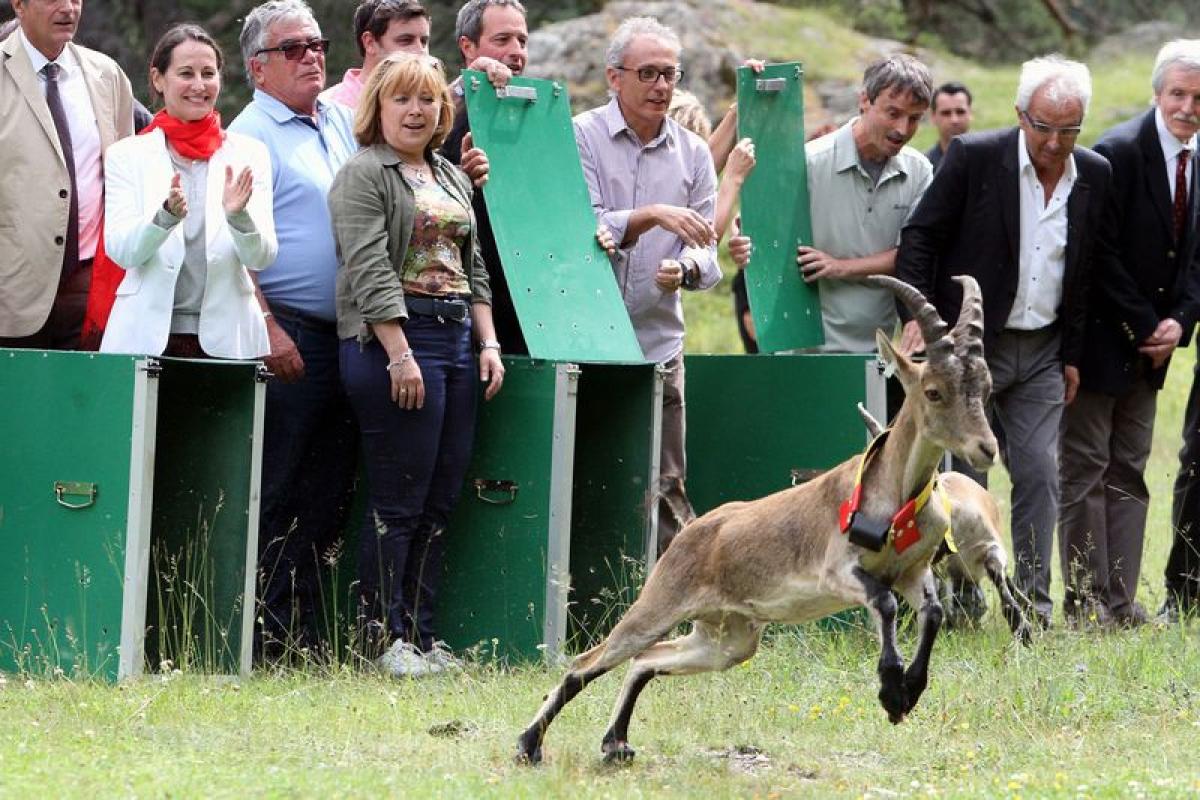 Lâcher de bouquetins à Cauterets en présence de Ségolène Royale
