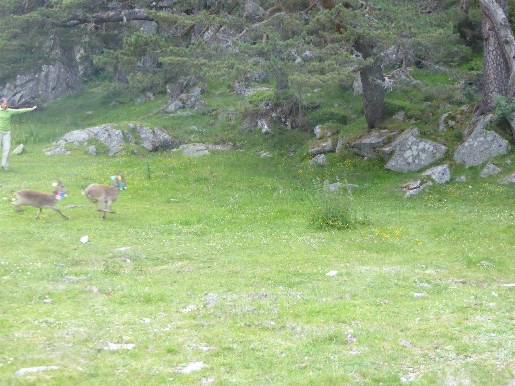 Des bouquetins ibériques relâchés à Cauterets le 26 juin 2015