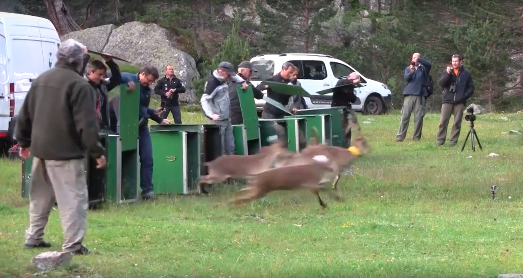Le premier lâcher de bouquetins dans les Pyrénées
