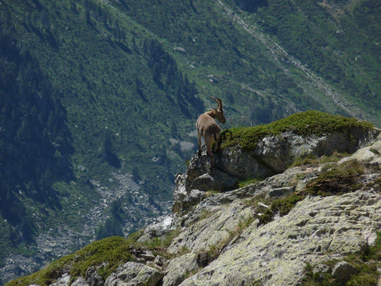 Rayo © S.Guichemer - Parc national des Pyrénées