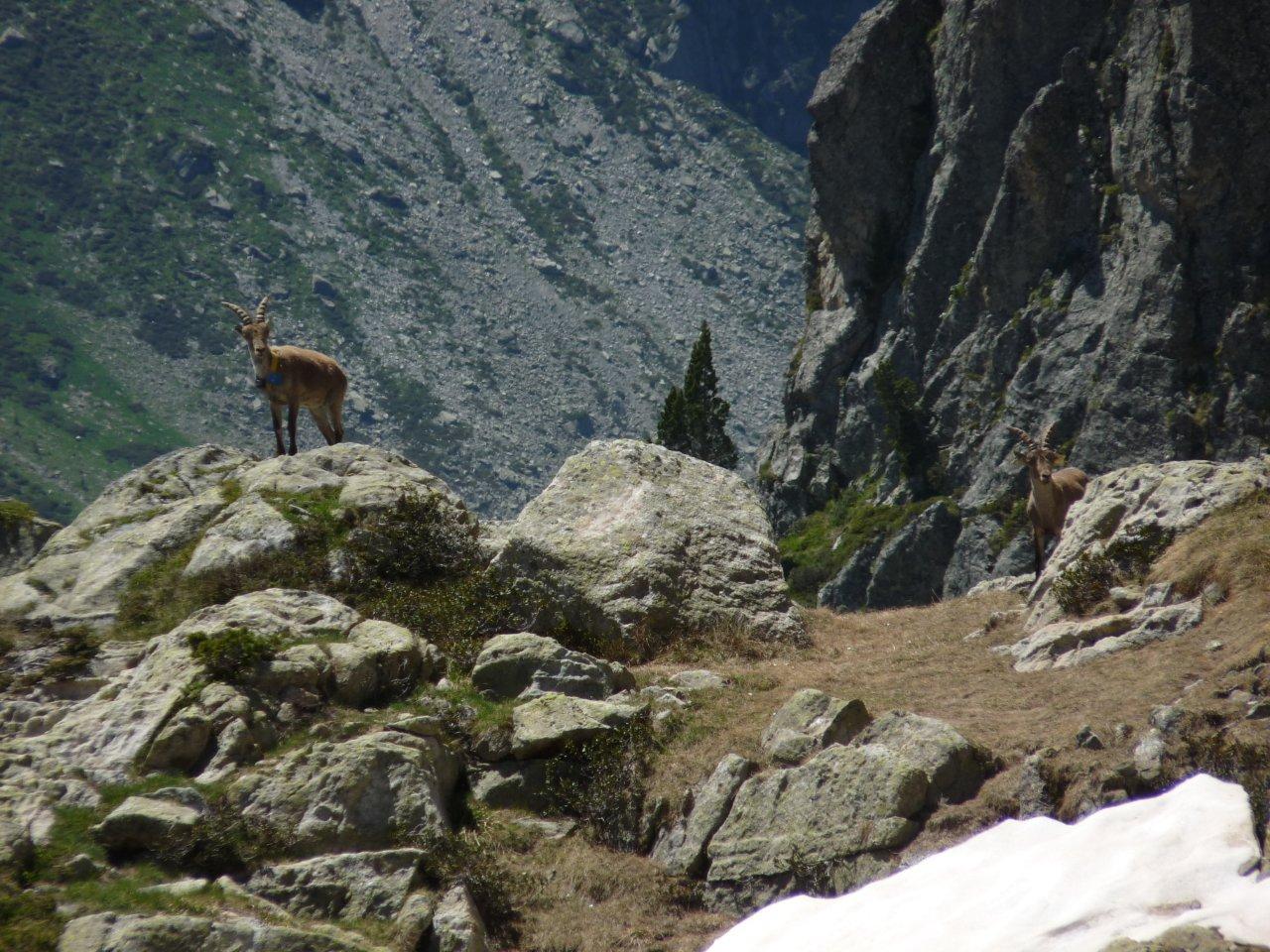 Rayo et Yao © S.Guichemer - Parc national des Pyrénées