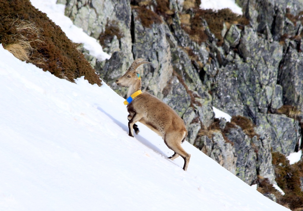 Male Rayo sous le pic Arrouy Cauterets