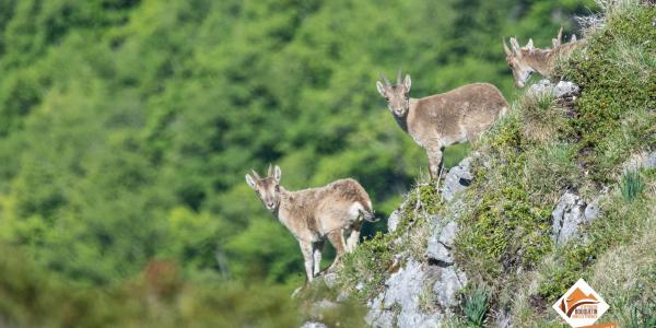 Trois bouquetins sur les crêtes airégeoises Trois bouquetins sur les crêtes airégeoises