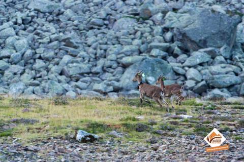 Lâcher de bouquetin à Ustou 2 femelles de bouquetins lâcher à Ustou en août 2017