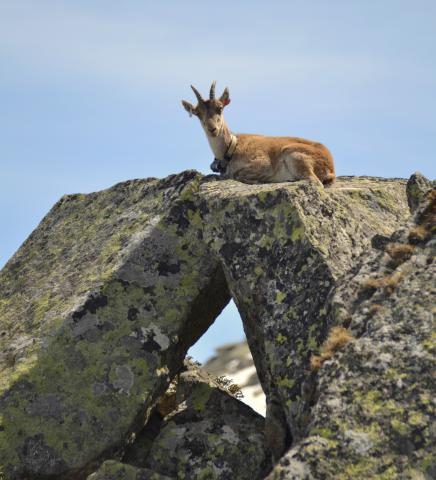 Bouquetin dans son environnement