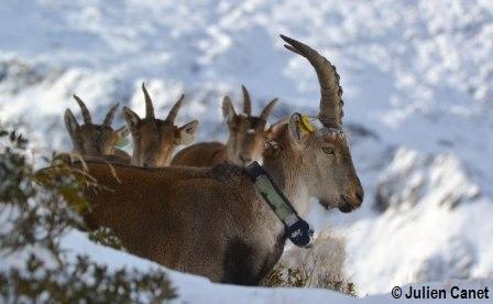 Bouquetins dans la neige Groupe de bouquetins dans la neige avec un bouc de profil et les autres derrière.