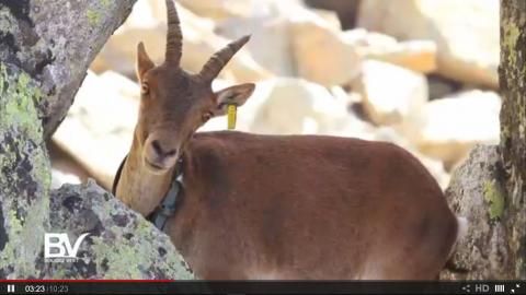 Bougez-Vert dans les Pyrénées Ariégeoises Capture d'écran de l'émission bougez-vert