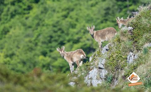 Trois bouquetins sur les crêtes airégeoises Trois bouquetins sur les crêtes airégeoises