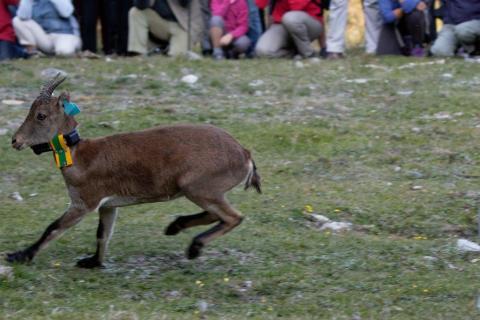 Un Bouquetin ibérique relâché à Cauterets Un Bouquetin ibérique relâché à Cauterets