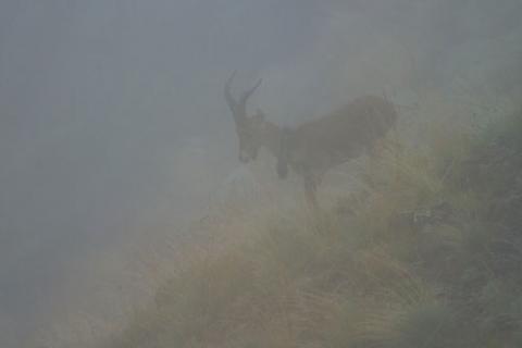 Le bouquetin mâle explorateur Photo du bouquetin mâle introduit surnomé l'explorateur