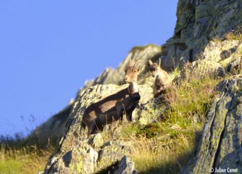 Le second cabri des Pyrénées ©Julien Canet Cabri, second né des bouquetins introduits, au côté de sa mère