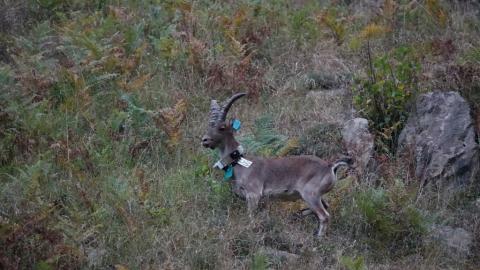 Bouquetin relâché en valéle d'Aspe - Parc national des Pyrénées - 18 septembre 2020 © D. PEYRUSQUE - Parc national des Pyrénées
