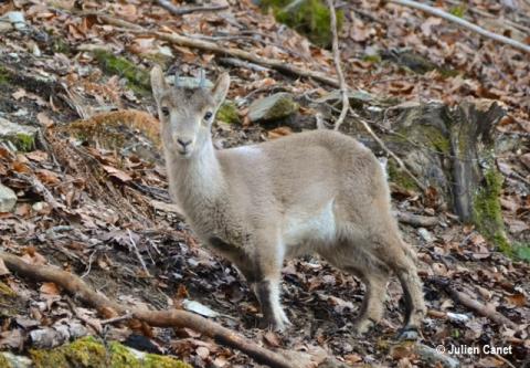 Cabri né le 12 mai 2015 dans les Pyrénées Ariégeoises Cabri né le 12 mai 2015 dans les Pyrénées Ariégeoises