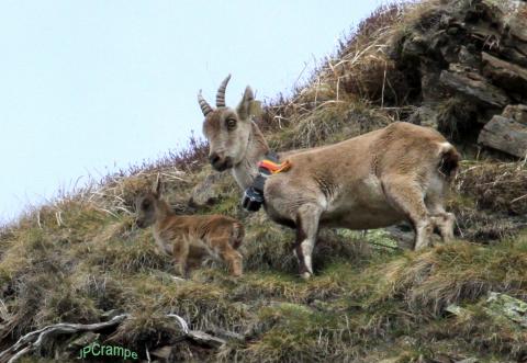 Elsa et son cabri 18 mai 2016 © J.P Crampe Elsa et son cabri 18 mai 2016 © J.P Crampe