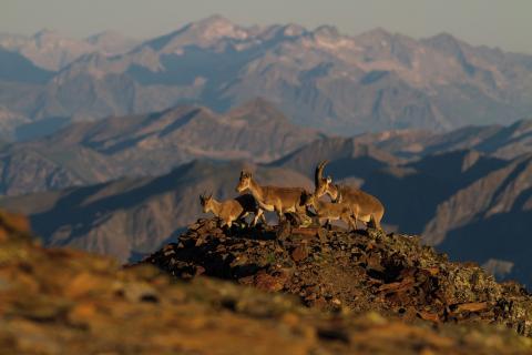 Famille de bouquetins au lever du jour dans les Pyrénées Ariégeoises ©Jordi Estèbe Famille de bouquetins au lever du jour dans les Pyrénées Ariégeoises