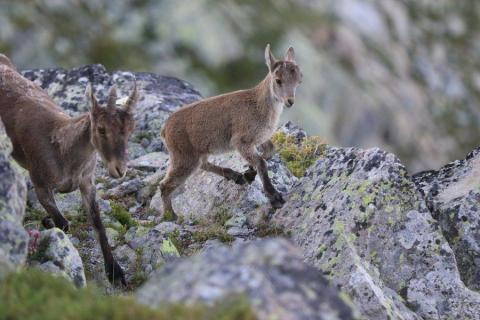 Femelle et son cabri - © F.Luc - Parc national des Pyrénées Femelle et son cabri - © F.Luc - Parc national des Pyrénées
