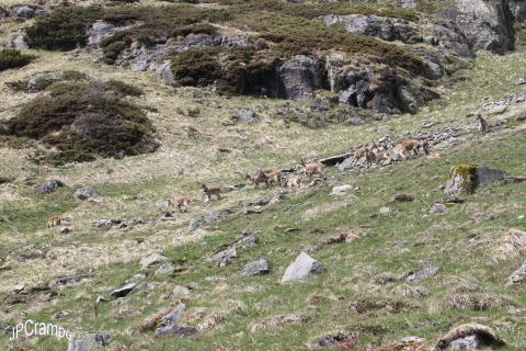 Groupe de 17 bouquetins le 15 mai 2016 © J.P. Crampe