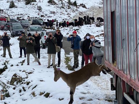 10 bouquetins sont venus compléter les effectifs du Mont Béas en Ariège