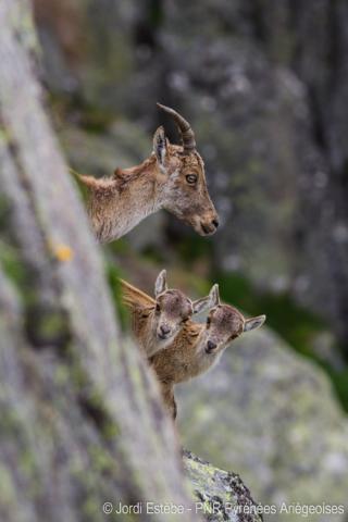 Les deux jumeaux avec leur mère. Les deux jumeaux de bouquetins nés en 2016