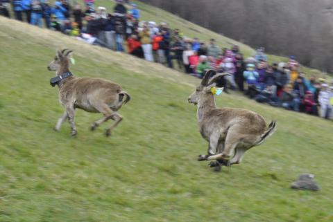 Lâcher de bouquetins à Gèdre 8 avril 2016 ©J.Maingueneau - Parc national des Pyrénées De nouveaux bouquetins ont été relâchés à Gèdre Dessus dans le Parc national des Pyrénées le 08 avril 2016